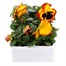 Pansy F1 Fire Surprise 6 Pack Boxed BeddingAlternative Image2