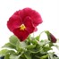 Pansy F1 Red 10.5cm Pot Bedding Alternative Image1