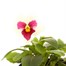 Pansy F1 White 10.5cm Pot Bedding Alternative Image1