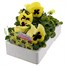 Pansy F1 Lemon Blotch 6 Pack Boxed BeddingAlternative Image1