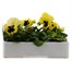 Pansy F1 Lemon Blotch 6 Pack Boxed BeddingAlternative Image2