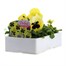 Pansy F1 Lemon Blotch 6 Pack Boxed BeddingAlternative Image3