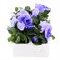 Pansy F1 Light Blue 6 Pack Boxed BeddingAlternative Image2