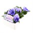 Pansy F1 Light Blue 6 Pack Boxed BeddingAlternative Image3