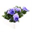 Pansy F1 Light Blue 6 Pack Boxed BeddingAlternative Image4