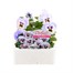 Pansy F1 Marina 6 Pack Boxed BeddingAlternative Image1