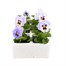 Pansy F1 Marina 6 Pack Boxed BeddingAlternative Image2