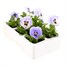 Pansy F1 Marina 6 Pack Boxed BeddingAlternative Image3