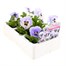 Pansy F1 Marina 6 Pack Boxed BeddingAlternative Image4