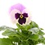 Pansy F1 Lilac Hybrid 10.5cm Pot Bedding Alternative Image1