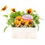 Pansy F1 Orange Blotch 6 Pack Boxed BeddingAlternative Image1