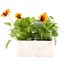 Pansy F1 Orange Blotch 6 Pack Boxed BeddingAlternative Image2