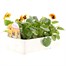 Pansy F1 Orange Blotch 6 Pack Boxed BeddingAlternative Image3