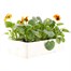 Pansy F1 Orange Blotch 6 Pack Boxed BeddingAlternative Image4