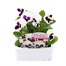 Pansy F1 White With Blotch 6 Pack Boxed BeddingAlternative Image1