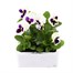 Pansy F1 White With Blotch 6 Pack Boxed BeddingAlternative Image2