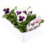 Pansy F1 White With Blotch 6 Pack Boxed BeddingAlternative Image3