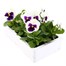 Pansy F1 White With Blotch 6 Pack Boxed BeddingAlternative Image4