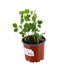 Peas Petite Pois Waverex 10.5cm Vegetables Pot BeddingAlternative Image1