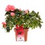 Azalea Pink Indoor Houseplant - 14cm PotAlternative Image1