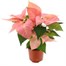 Poinsettia Christmas Houseplant Salmon Pink 13cm - With Decorative PotAlternative Image1