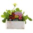 Polyanthus F1 Crescendo Mixed 6 Pack Boxed BeddingAlternative Image1