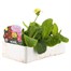 Polyanthus F1 Crescendo Mixed 6 Pack Boxed BeddingAlternative Image3