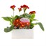 Polyanthus F1 Crescendo Red 6 Pack Boxed BeddingAlternative Image1