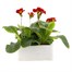 Polyanthus F1 Crescendo Red 6 Pack Boxed BeddingAlternative Image2