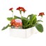 Polyanthus F1 Crescendo Red 6 Pack Boxed BeddingAlternative Image3