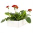 Polyanthus F1 Crescendo Red 6 Pack Boxed BeddingAlternative Image4