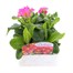 Polyanthus F1 Crescendo Rose 6 Pack Boxed BeddingAlternative Image1