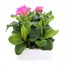 Polyanthus F1 Crescendo Rose 6 Pack Boxed BeddingAlternative Image2