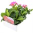 Polyanthus F1 Crescendo Rose 6 Pack Boxed BeddingAlternative Image3