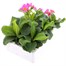 Polyanthus F1 Crescendo Rose 6 Pack Boxed BeddingAlternative Image4