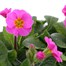 Polyanthus F1 Crescendo Rose 6 Pack Boxed BeddingAlternative Image5