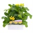 Polyanthus F1 Crescendo Yellow 6 Pack Boxed BeddingAlternative Image1