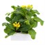 Polyanthus F1 Crescendo Yellow 6 Pack Boxed BeddingAlternative Image2