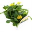 Polyanthus F1 Crescendo Yellow 6 Pack Boxed BeddingAlternative Image3