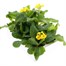 Polyanthus F1 Crescendo Yellow 6 Pack Boxed BeddingAlternative Image4