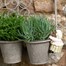 Potty Feet Decorative Pot Buddies - Beatrix Potter Mrs Tiggy - Winkle (PBBP0004C)Alternative Image2
