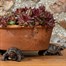 Potty Feet Decorative Pot Feet - Bronze Tortoise - Set of 3 (PF0084)Alternative Image2