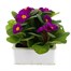 Primrose F1 Ambie Violet 6 Pack Boxed BeddingAlternative Image2