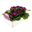 Primrose F1 Ambie Violet 6 Pack Boxed BeddingAlternative Image3