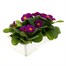 Primrose F1 Ambie Violet 6 Pack Boxed BeddingAlternative Image4