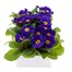 Primrose F1 Blue 6 Pack Boxed BeddingAlternative Image2