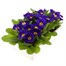 Primrose F1 Blue 6 Pack Boxed BeddingAlternative Image4