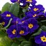 Primrose F1 Blue 6 Pack Boxed BeddingAlternative Image5