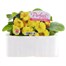 Primrose F1 Golden Yellow 6 Pack Boxed BeddingAlternative Image1