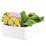 Primrose F1 Golden Yellow 6 Pack Boxed BeddingAlternative Image3